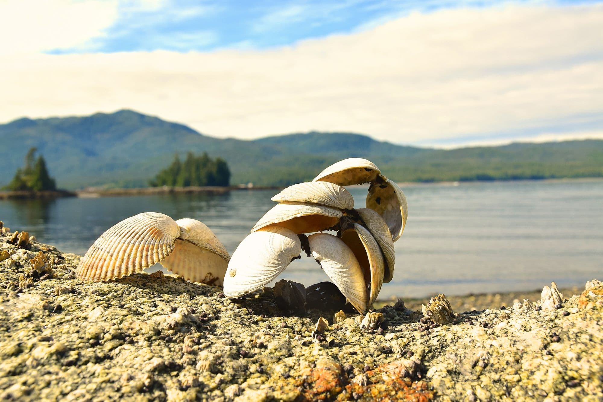 Shells on the shoreline in Ketchikan, Southeast Alaska